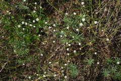 Stellaria graminea