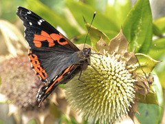 Vanessa vulcania