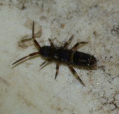 Orchesella cincta