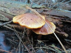 Gymnopilus penetrans