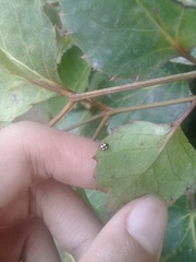 Hyperaspis pseudodonzeli