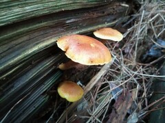 Gymnopilus penetrans