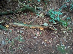 Gymnopilus penetrans