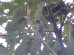 Picumnus squamulatus