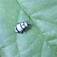 Omophoita octoguttata