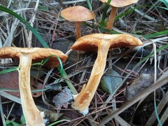 Gymnopilus penetrans
