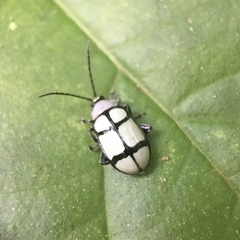 Omophoita octoguttata