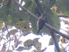 Picumnus squamulatus