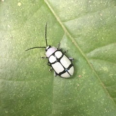 Omophoita octoguttata
