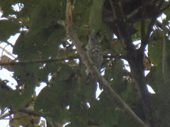 Picumnus squamulatus