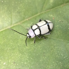 Omophoita octoguttata