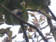 Picumnus squamulatus