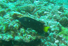 Pomacentrus philippinus