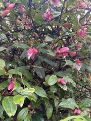 Cavendishia bracteata