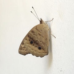 Nymphalidae