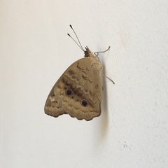 Nymphalidae