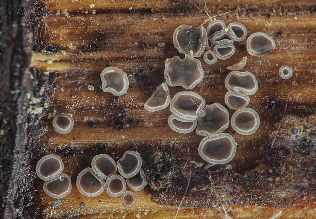 Mollisia clavata