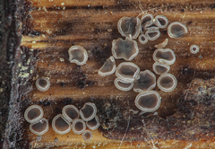 Mollisia clavata