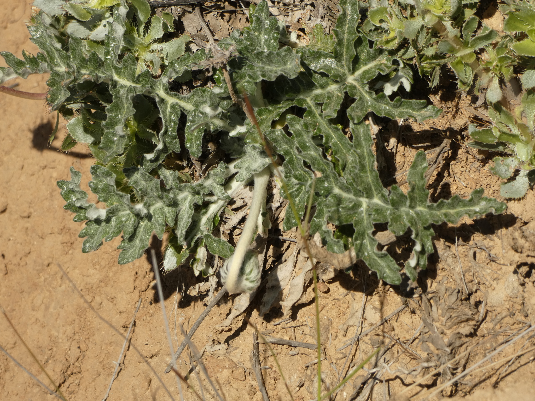 Trichocline aurea