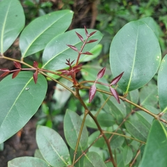 Xylocarpus moluccensis