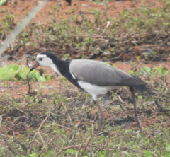 Vanellus crassirostris