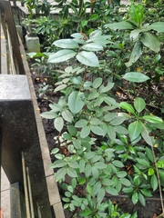 Xylocarpus moluccensis