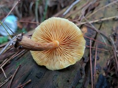 Gymnopilus penetrans