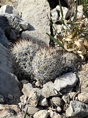 Escobaria emskoetteriana