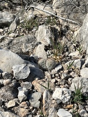 Escobaria emskoetteriana