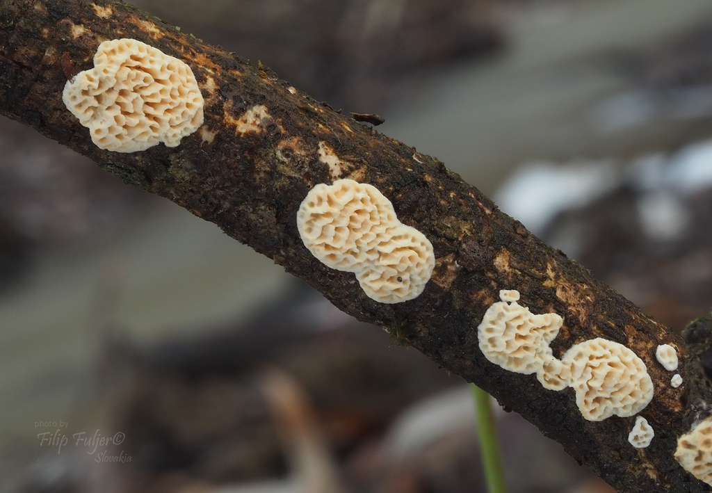 Antrodia macra