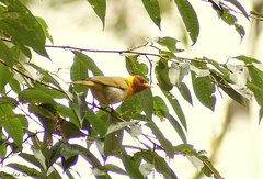 Hemithraupis ruficapilla