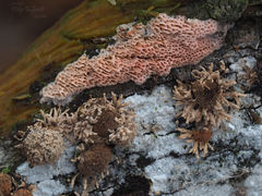 Ceriporia purpurea