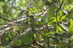 Psilopogon viridis