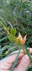 Ludwigia longifolia