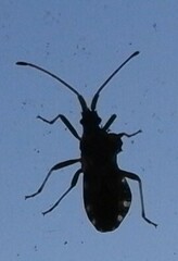 Centrocoris