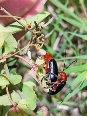 Cacoscelis abdominalis