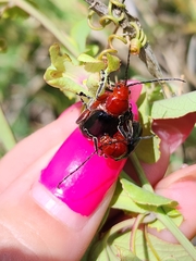 Cacoscelis abdominalis