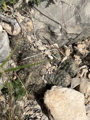 Escobaria emskoetteriana