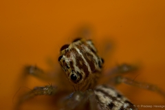 Colopsus