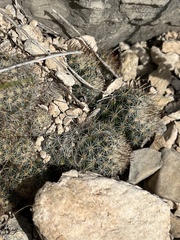 Escobaria emskoetteriana