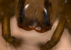 Colopsus