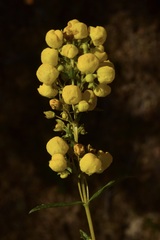 Calceolaria thyrsiflora