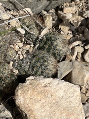 Escobaria emskoetteriana