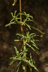 Calceolaria thyrsiflora