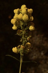 Calceolaria thyrsiflora