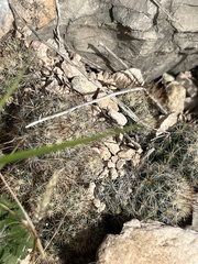 Escobaria emskoetteriana