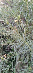 Ludwigia longifolia