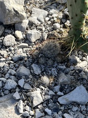 Escobaria emskoetteriana