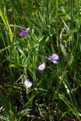 Lathyrus palustris