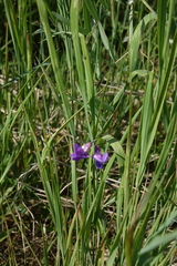 Lathyrus palustris